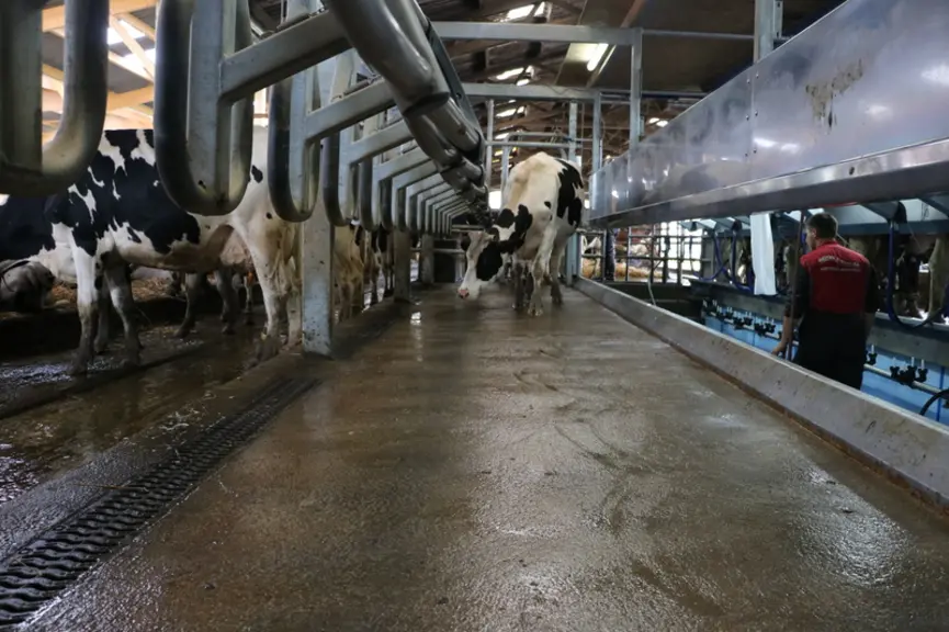 Les vaches se positionnent toutes seules. Un caniveau sur le quai réceptionne l’eau de nettoyage et l’envoie directement dans la fosse. Pierre trouve que la pente de 4 % n’est pas suffisante. Le pare-bouse lisse se nettoie facilement.