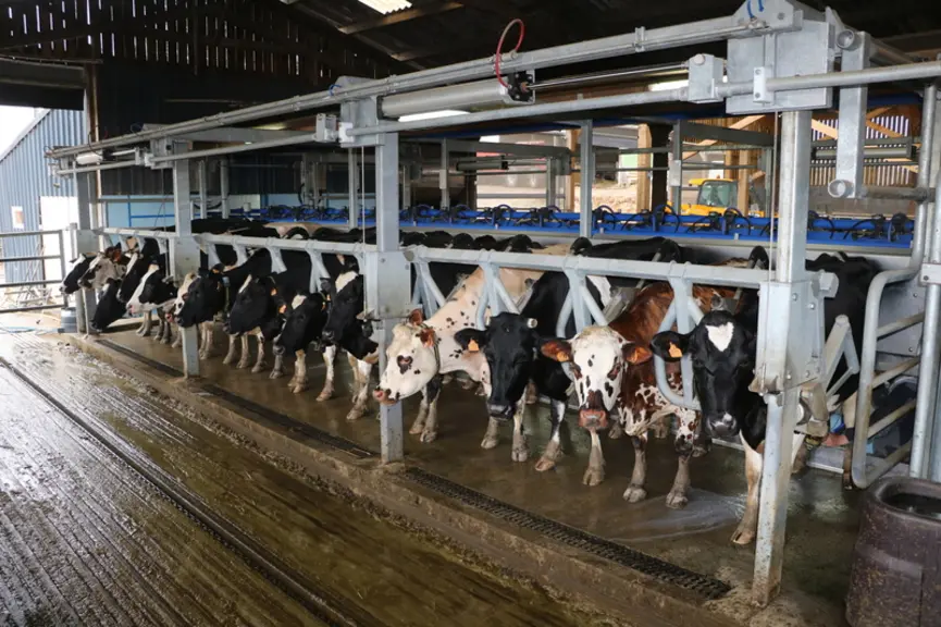 Dès la traite terminée, la lice avant se lève à la verticale. La légère pente incite les vaches à sortir rapidement. Aucun poteau ne les gêne.