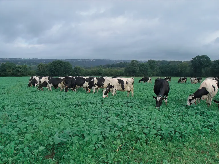 Deuxième passage. Les vaches pâturent les repousses de colza fourrager et ray-grass d'Italie qui a commencé à se développer.