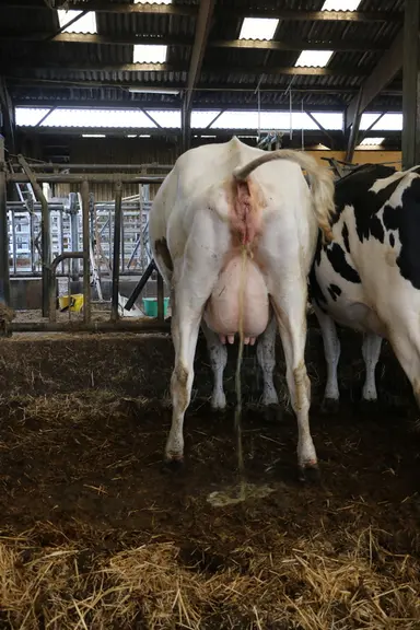 Avec une acidification partielle de la ration de préparation au vêlage, l’objectif est un pH urinaire de 7-7,5 (et 6 ou moins en acidification totale)