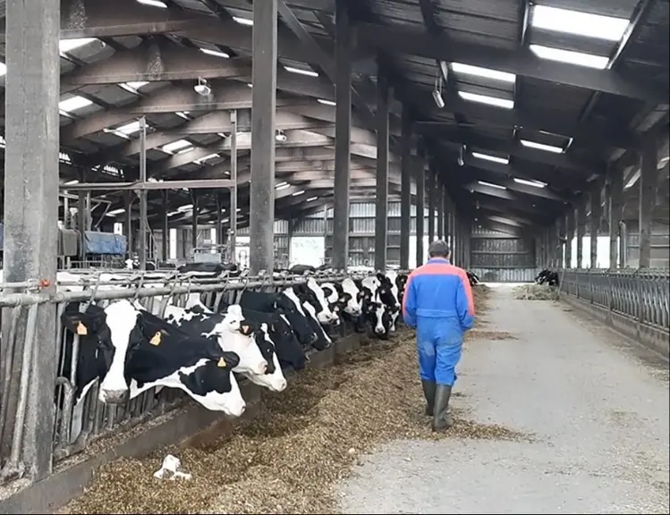 Évaluation de la détresse et de la peur. L'éleveur se déplace lentement le long du cornadis. Les vaches doivent rester calmes. C'est le cas ici.