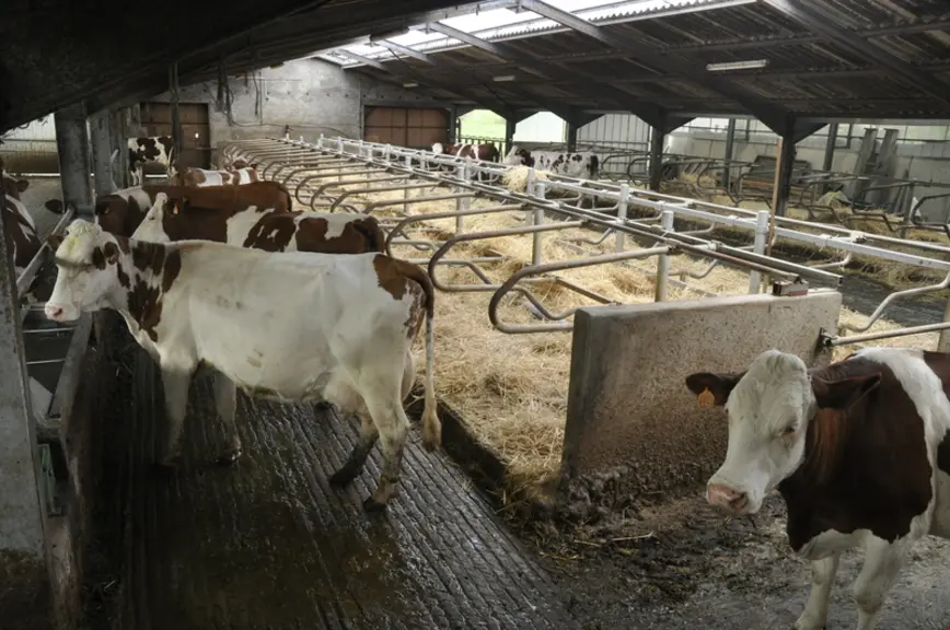 La stabulation a été agrandie avec un couloir d’alimentation (non visible à gauche), le tubulaire des logettes a été changé et un dôme éclairant rajouté.