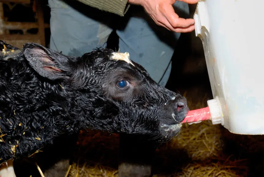 On peut compenser une qualité moyenne du colostrum par une bonne gestion colostrale : si le veau boit rapidement et en quantité, il peut être capable