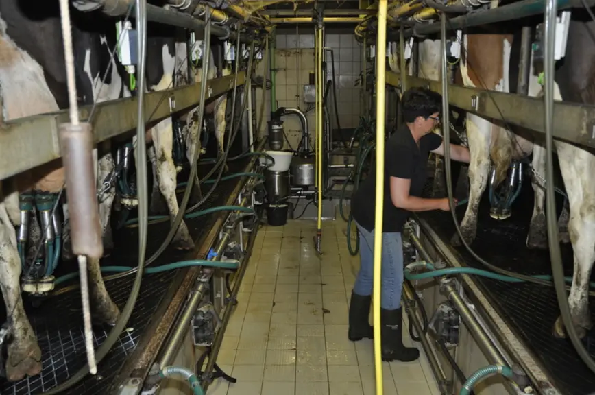 La salle de traite, rénovée en 2014 en deux fois cinq postes avec décrochage. Une nurserie est en projet avec accès des veaux à l’extérieur, obligatoire en bio. Mais, elle sera  plus éloignée.