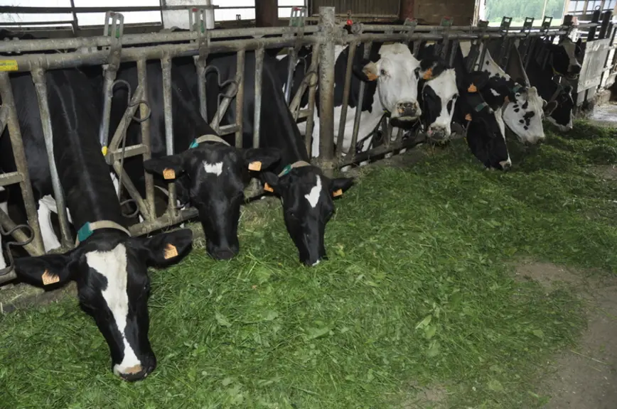 L’herbe distribuée en vert est coupée le matin et consommée au retour des vaches à la stabulation vers 16 h 30.