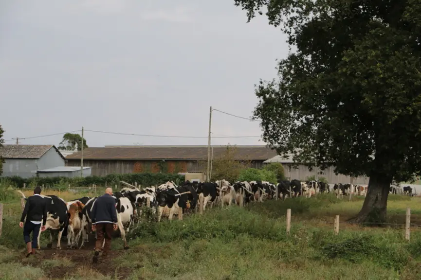 Le soja produit remplace une partie du colza de la ration semi-complète.