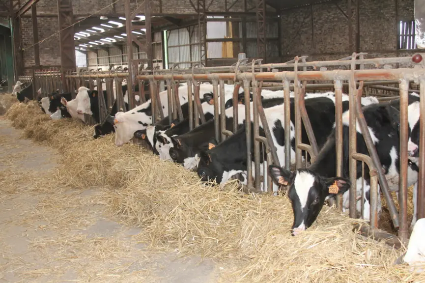 Les génisses sont en ration sèche jusqu’à un mois avant leur vêlage. Elles découvrent ensuite l’ensilage de maïs.