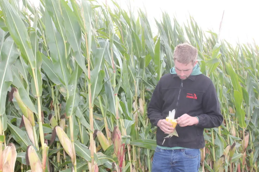Les rendements de l’ensilage de maïs - indice 220-240 sont réguliers autour de 16 et 18 t MS/ha. Mais, cette année, la taille des épis laisse planer un doute sur sa qualité.