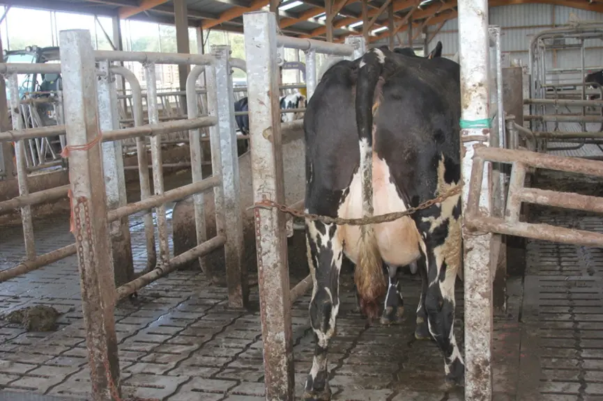 Trois stalles sont réservées aux inséminations. Les vaches sont bloquées peu de temps avant l’arrivée de l’inséminateur à l’aide d’une chaîne. Ce dern