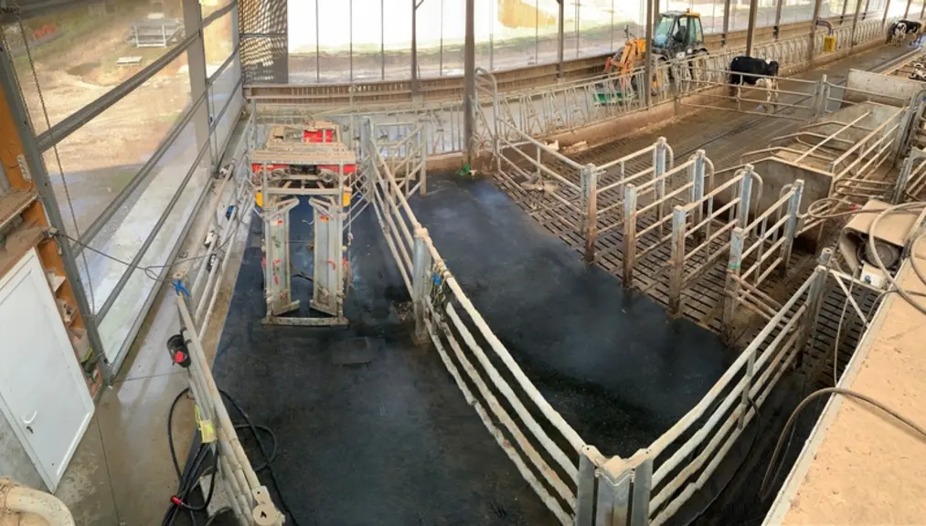 Vue d’ensemble de l’aménagement du box situé à gauche des robots, avec sa cage de contention et ses trois stalles réservées aux inséminations.