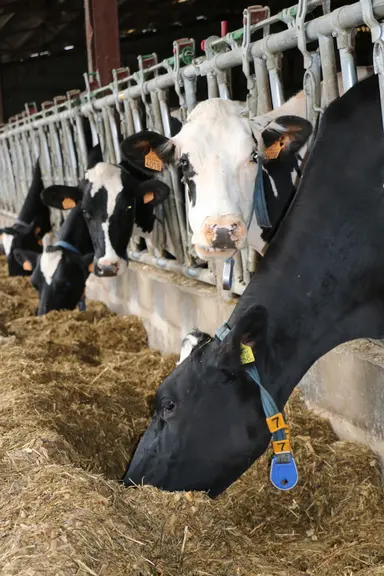 La prévalence a été mesurée sur 6 746 vaches.
