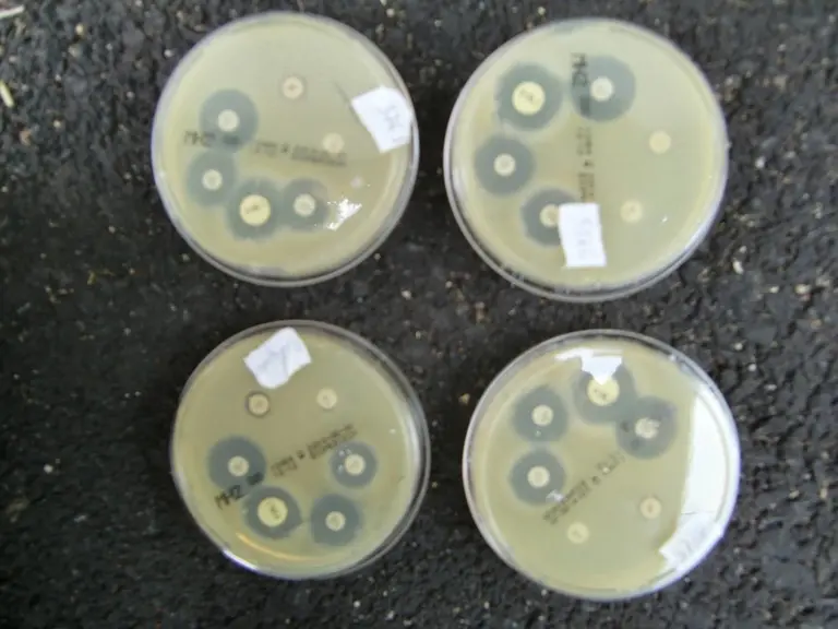 Antibiogrammes de différentes souches de staphylocoque doré isolées de vaches d’un même élevage et illustrant qu’il s’agit d’une même souche contagieu