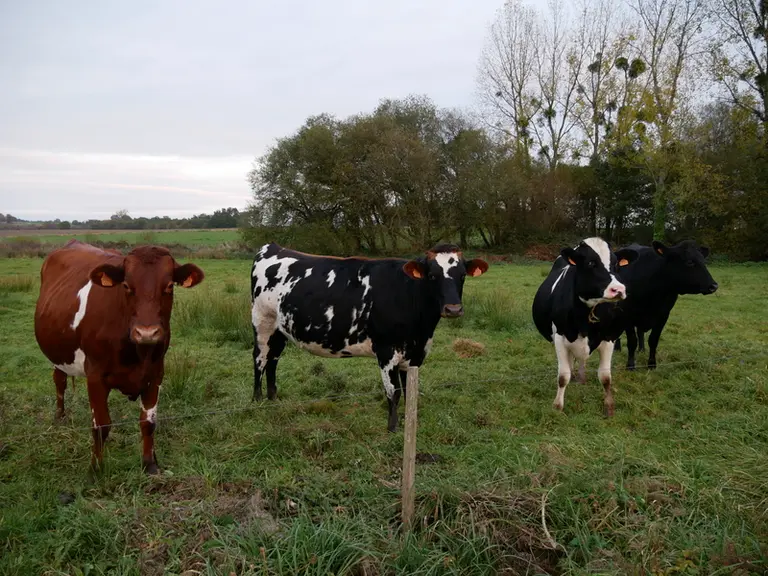Le Gaec élève plus de génisses pour accroître les effectifs. Elles sont aujourd’hui 50 et vêlent à 27-28 mois. Les trois quarts des vêlages interviennent au printemps et un quart à l’automne.