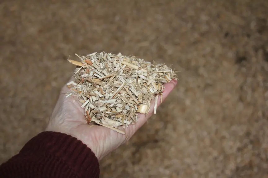 Le miscanthus utilisé comme litière est ensilé à 80 à 85 % de matière sèche. Après le premier curage de la stabulation, il a été épandu directement av