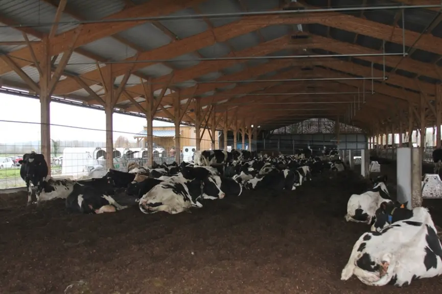 La barrière poussante de couchage (au fond à gauche), avec avertisseur sonore, a été programmé pour pousser les vaches hors de l’aire de couchage quat