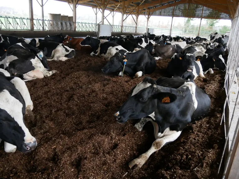 La surface de couchage est de 858 m2 soit 8 m2 par vache. C’est un bon compromis pour assurer le confort des animaux sans déraper sur la surface globa