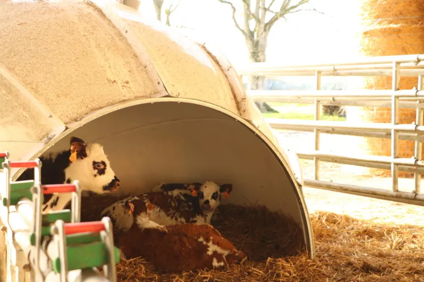 Dans quelques cas, il faudra délocaliser les veaux et leur amener le lait, avec pour conséquences : un investissement et plus de travail.
