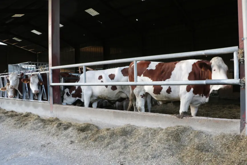 Le quai a été aménagé le long de ce bâtiment d'engraissement des bœufs et vaches de réforme.