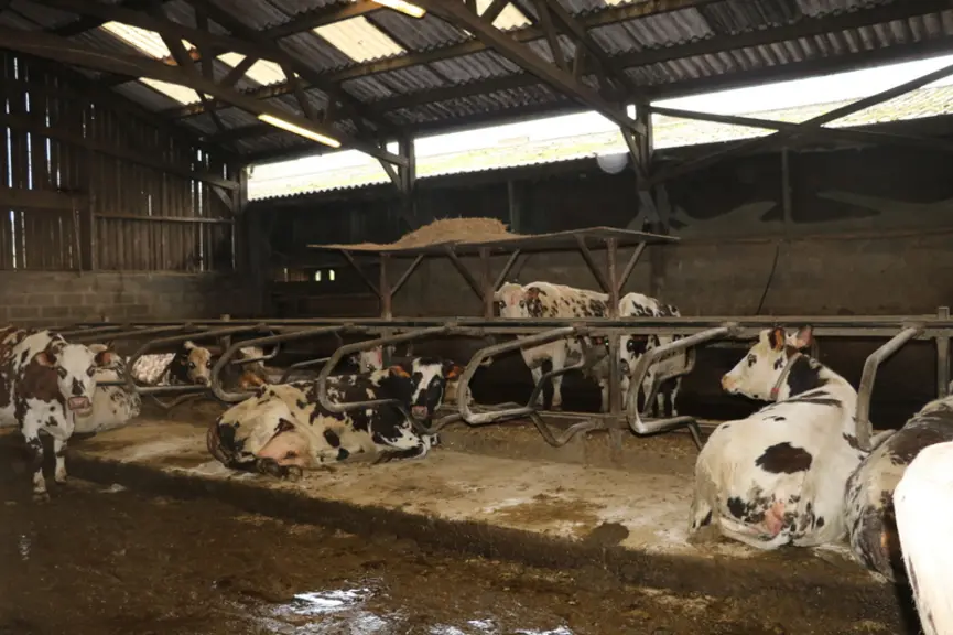 À l'EARL de la pomme d’or, certaines vaches ne vont jamais sur l’aire paillée mais restent en logettes.