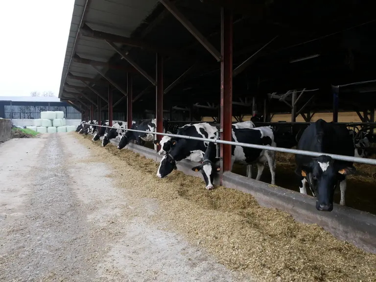 Les vaches sont conduites en zéro pâturage. Un système de brumisation a été installé dans le bâtiment. Mais la faible hauteur du bâtiment empêche d’in