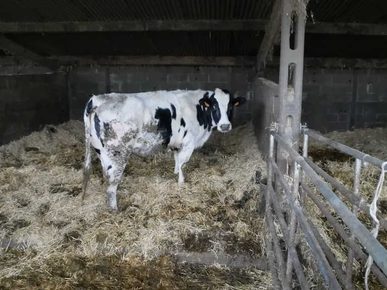 Dix à quinze génisses croisées Holstein x Blanc bleu sont gardées chaque année pour valoriser 20 hectares de prairies naturelles. Elles sont vendues à