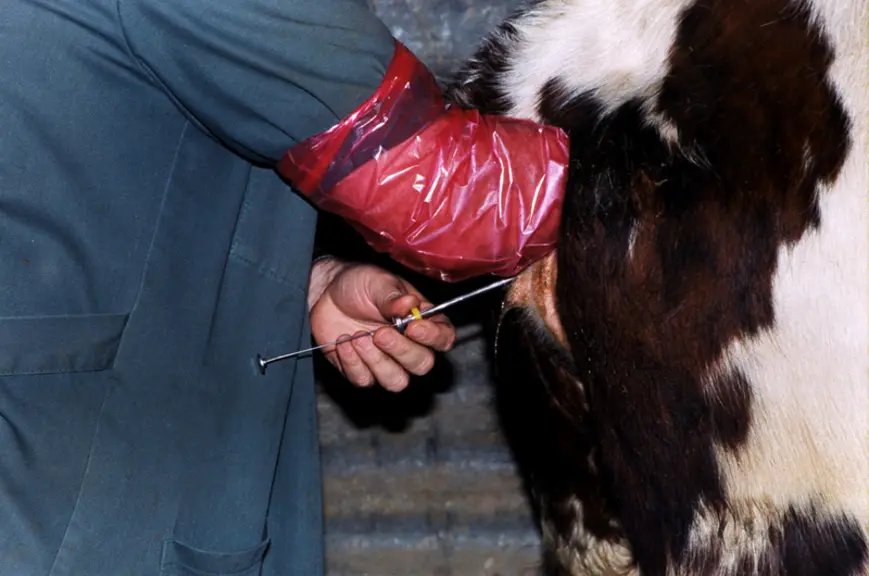 Près de 800 000 IAP par l’éleveur ont été réalisées en 2020, dont une majorité avec des taureaux prim’holstein (58 %).