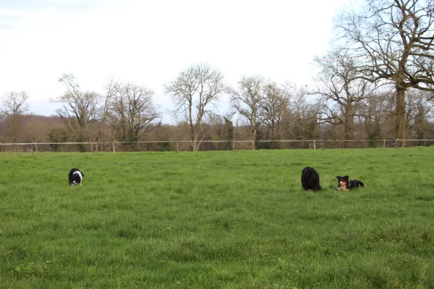 Le Gaec a d’abord acquis un premier chien, qui a été formé, puis un deuxième, actuellement en formation.