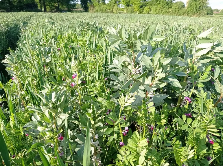 Le méteil riche en légumineuses (vesces, féverole, pois, trèfle squarrosum, avoine) est ensilé mi-mai et produit 5 à 7 tMS/ha d’un fourrage entre 15 à