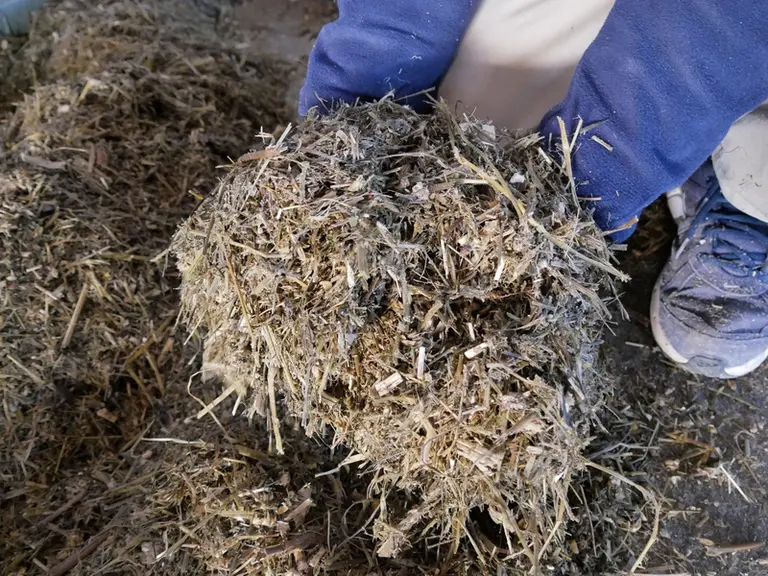 Dans le mélange distribué, le méteil est coupé en brins de 2 cm réguliers pour limiter le tri.