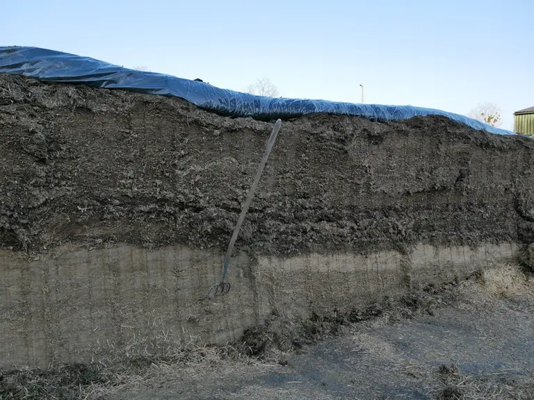 Dans le silo sandwich, la première coupe d’ensilage d’herbe et le méteil précoce à base de seigle et trèfle (récoltés en même temps) forment la première couche. Puis, le méteil riche en légumineuses, plus tardif, est ajouté trois semaines plus tard. L'ajout d'un conservateur biologique est systématique. 