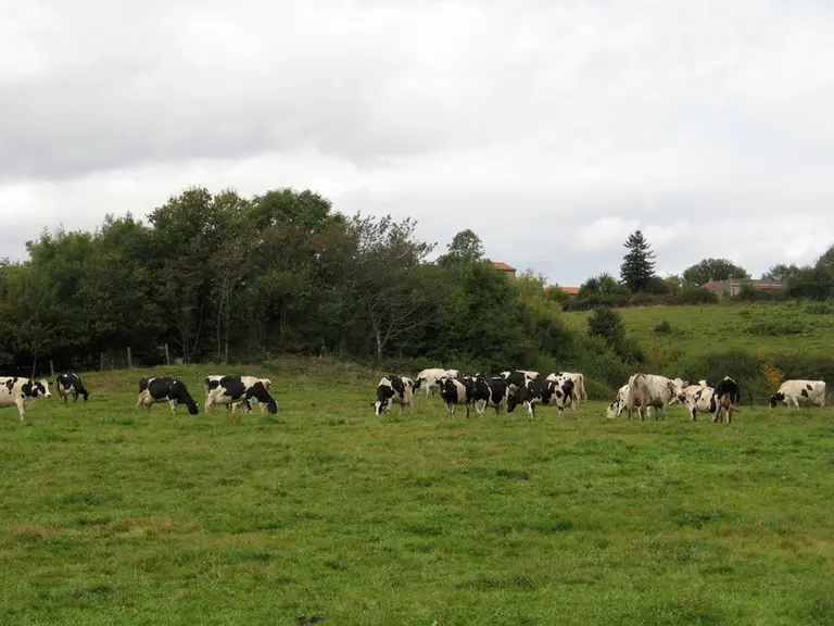 La nouvelle aide couplée bovine devrait donner un coup de pouce à l’élevage laitier de plaine.