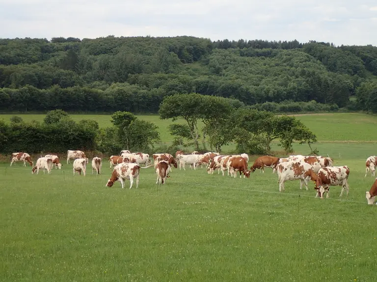 Le troupeau est en croisement trois voies : pie-rouge holsteinisée x rouge scandinave x montbéliarde ; les premiers croisements remontent à 2010.