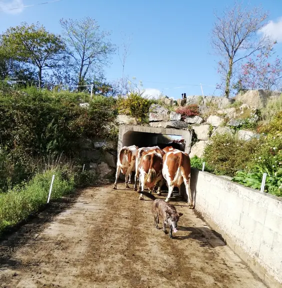 Le boviduc, autoconstruit par les associés, a coûté 17 000 euros . 