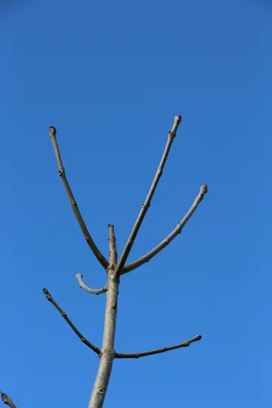 Les buses, attirées par les mulots, cassent parfois la cime des arbres, notamment la cime tendre de frênes.