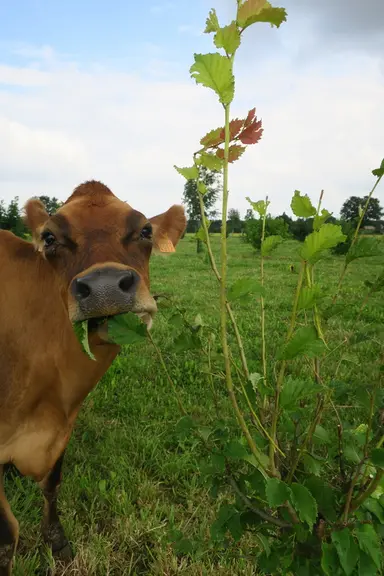 Les vaches de l'unité Ferlus ont préféré pâturer l'orme Lutèce avant le mûrier blanc.