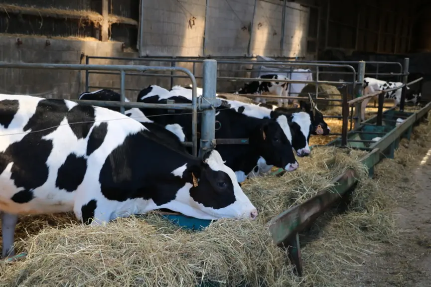 Pour suivre la croissance des génisses, la mesure du tour de poitrine au cornadis, est une alternative possible à la pesée. Bien que moins précise, el