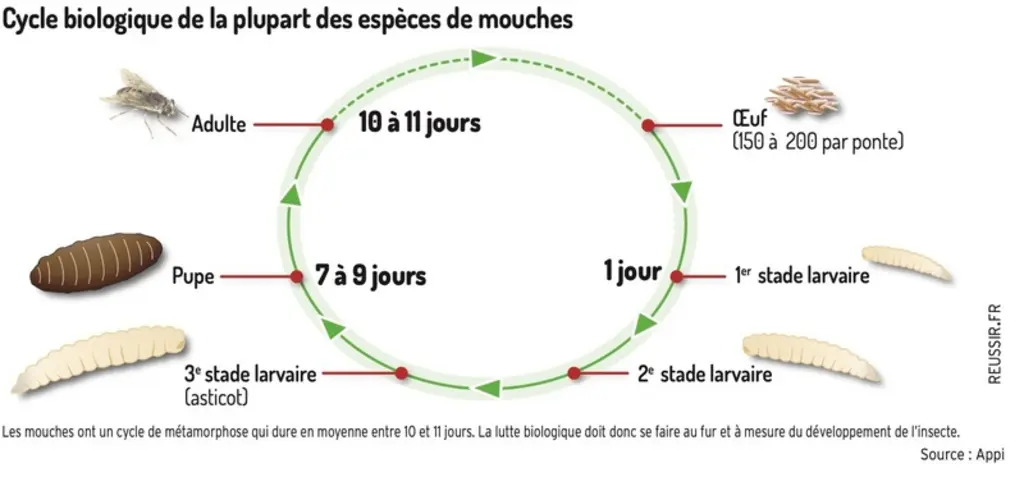 Des acariens et des mini-guêpes pour parasiter les mouches