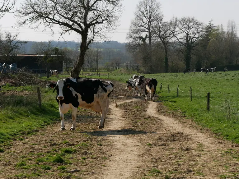 Le chemin d'accès aux paddocks mesure 6 mètres de large. L'amélioration de sa qualité est programmée à court terme.