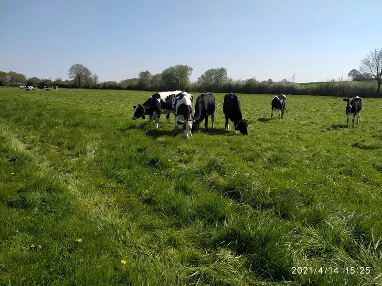 Un nouvel essai est actuellement en cours à Derval sur une vingtaine de génisses de première année pour mesurer s'il y a un gain de temps de travail a