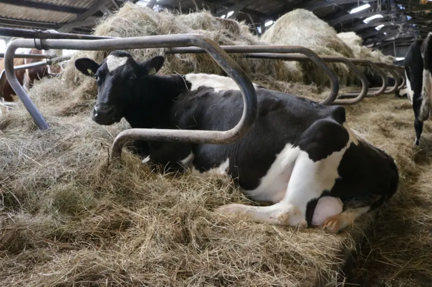 La doyenne, Brodeuse, une fille de Dalmatien, affiche sereinement ses 16 ans. À noter la litière de foin, récolté en une coupe sur 20 hectares très humides non exploitables. 