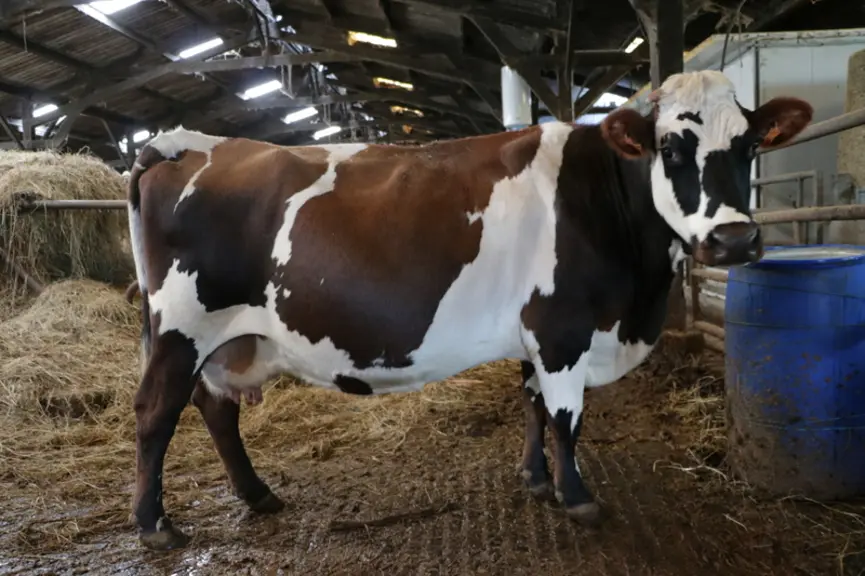 Extase, père montbéliard, mère Holstein x jersiais.