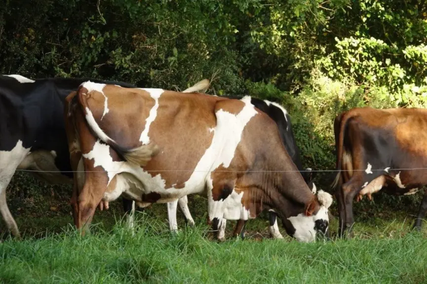 Le troupeau se compose de Holstein rustiques ou de croisées avec de la montbéliarde, jersiaise, rouge suédoise, frisonne néo-zélandaise menées en vêla