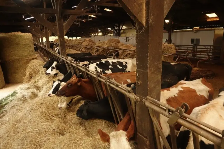 Le bâtiment a été autoconstruit. Du foin récolté sur des parcelles non valorisables sert de litière aux vaches.