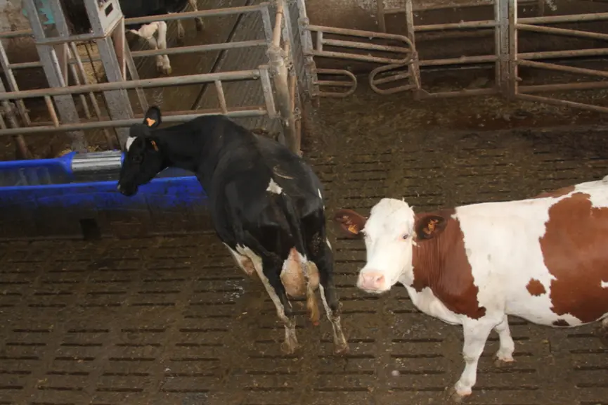 Une vache produisant 30 kilos de lait a besoin de boire entre 60 et 90 litres d’eau par jour.