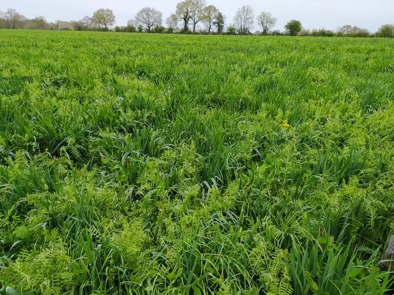 L’ensilage du mélange doit être réalisé tôt quel que soit l’objectif prioritaire : produire plus de lait, plus d'autonomie...
