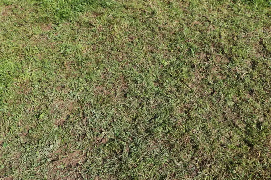 Ici, la prairie est bien « grattée », c'est-à-dire pâturée très ras. « Mon objectif est de laisser 1 500 kgMS/ha d'herbe maximum. »