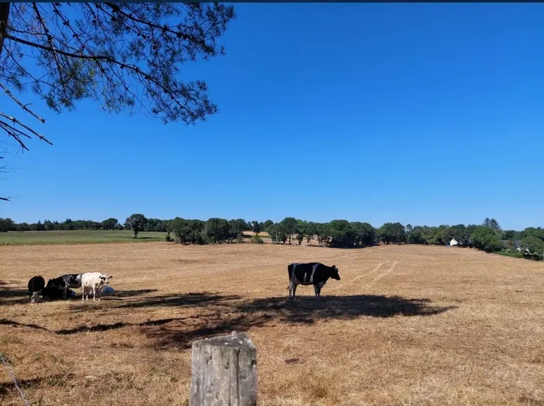 Les prairies paillassons en Bretagne rappellent la savane...