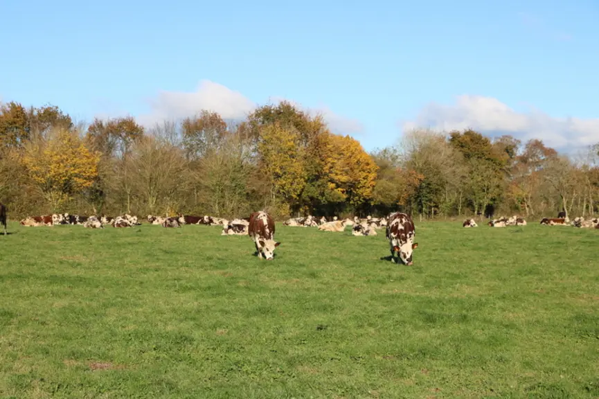 Au démarrage, pour constituer les lots, les lactations de certaines vaches sont allongées.
