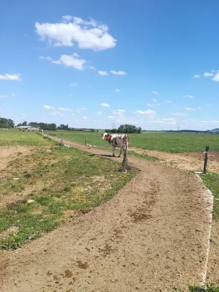 Le chemin d’accès au pâturage bétonné sur 200 mètres depuis cette année apporte du confort pour les animaux et les éleveurs.