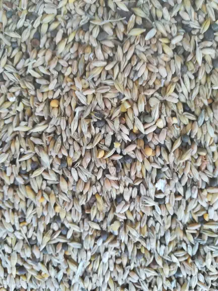 Le méteil grain triticale-pois avant le tri